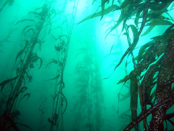 Kelp forest