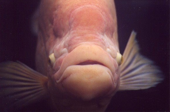 Photo credit: Genista